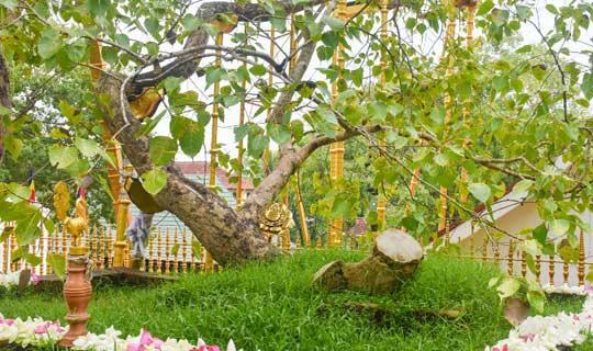 පල්ලේගම හේමරතනගේ වැඩ නිසා ජය ශ්‍රී මහා බෝධියත් අනතුරේ..! 